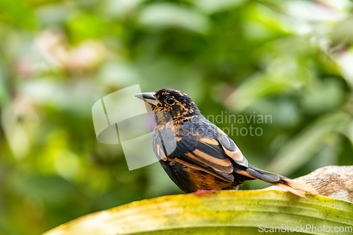 Image of White-lined tanager (Tachyphonus rufus) juvenile, Minca, Sierra Nevada de Santa Marta. Wildlife and birdwatching in Colombia.