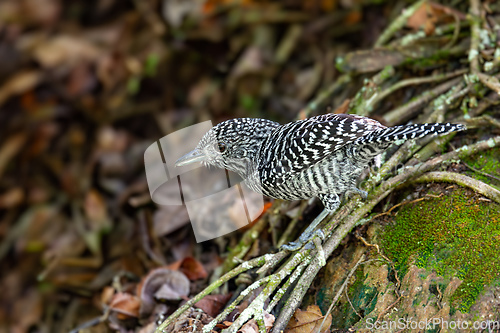 Image of Bar-crested antshrike (Thamnophilus multistriatus), Barichara, Santander department. Wildlife and birdwatching in Colombia