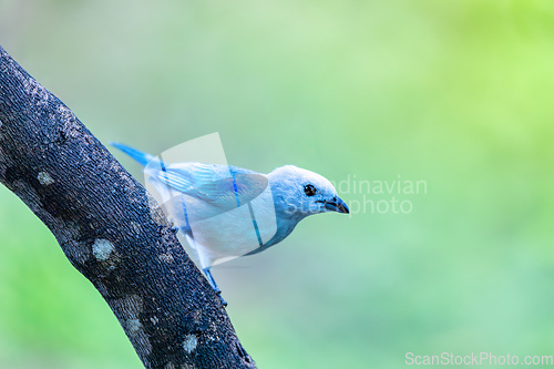 Image of Blue-gray tanager (Thraupis episcopus). Minca, Sierra Nevada. Magdalena department. Wildlife and birdwatching in Colombia.