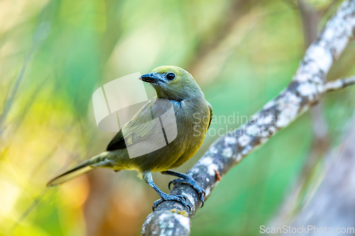 Image of Palm tanager (Thraupis palmarum), Minca, Sierra Nevada de Santa Marta. Wildlife and birdwatching in Colombia.