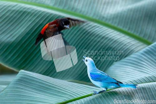 Image of Blue-gray tanager (Thraupis episcopus) and crimson-backed tanager (Ramphocelus dimidiatus). Minca, Sierra Nevada. Colombia.