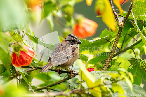 Image of Rufous-collared sparrow or Andean sparrow (Zonotrichia capensis), Valle Del Cocora, Quindio Department. Wildlife Colombia