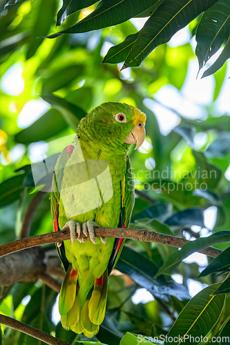 Image of Yellow-crowned amazon or yellow-crowned parrot (Amazona ochrocephala), Malagana, Bolivar, Wildlife and birdwatching in Colombia