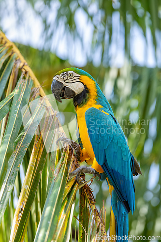 Image of Blue-and-yellow macaw (Ara ararauna), Malagana, Bolivar department. Wildlife and birdwatching in Colombia