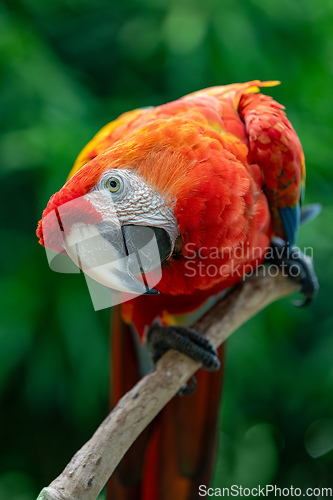 Image of Blue-and-yellow macaw (Ara ararauna), Malagana, Bolivar department. Wildlife and birdwatching in Colombia