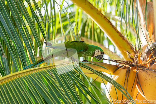 Image of Chestnut-fronted macaw or severe macaw (Ara severus), Malagana, Bolivar department. Wildlife and birdwatching in Colombia