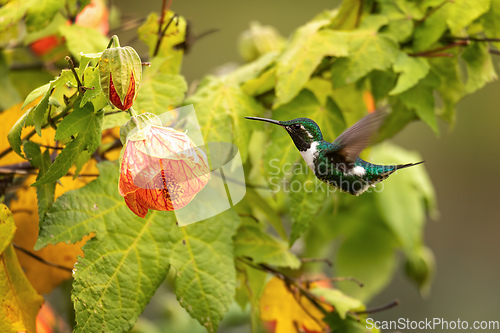 Image of White-bellied woodstar (Chaetocercus mulsant) hummingbird. Valle Del Cocora, Quindio. Wildlife and birdwatching in Colombia.