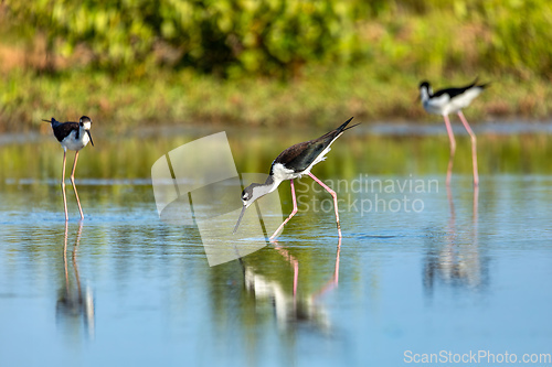 Image of The black-necked stilt (Himantopus mexicanus). Guanacaste department. Wildlife and birdwatching in Colombia