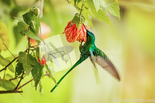 Image of Green-tailed trainbearer (Lesbia nuna). Quindio Department. Wildlife and birdwatching in Colombia