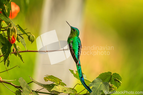 Image of Green-tailed trainbearer (Lesbia nuna). Quindio Department. Wildlife and birdwatching in Colombia