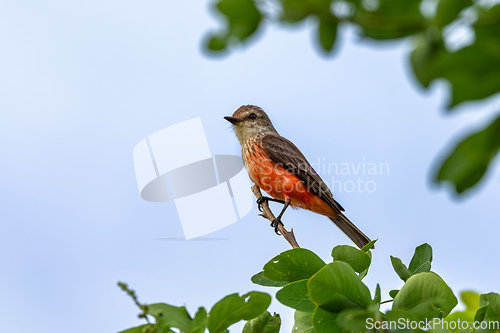 Image of Vermilion flycatcher (Pyrocephalus obscurus) female. Barichara, Santander department. Wildlife and birdwatching in Colombia