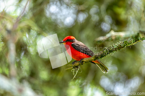 Image of Vermilion flycatcher (Pyrocephalus obscurus) male. Barichara, Santander department. Wildlife and birdwatching in Colombia