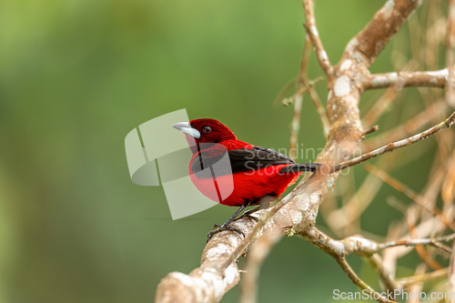 Image of Crimson-backed tanager (Ramphocelus dimidiatus) male, Minca, Sierra Nevada de Santa Marta. Wildlife and birdwatching in Colombia.
