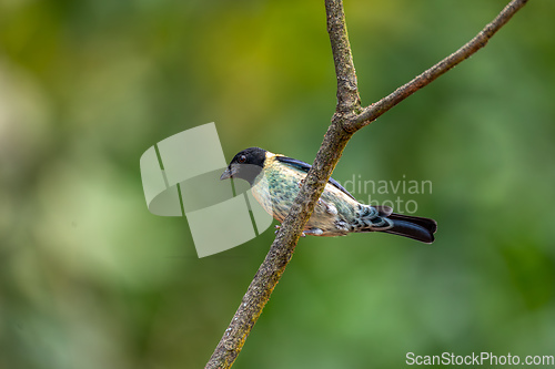 Image of Black-headed tanager (Stilpnia cyanoptera), Barichara, Santander department. Wildlife and birdwatching in Colombia.
