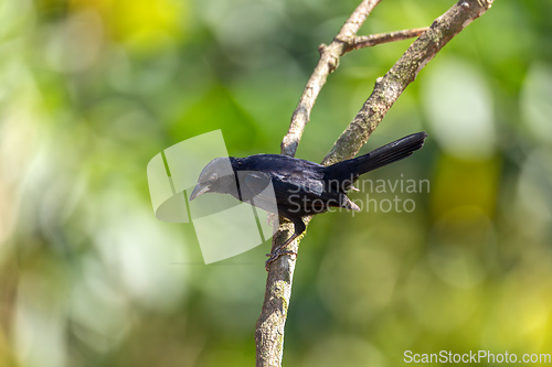 Image of White-lined tanager (Tachyphonus rufus) male, Minca, Sierra Nevada de Santa Marta. Wildlife and birdwatching in Colombia.