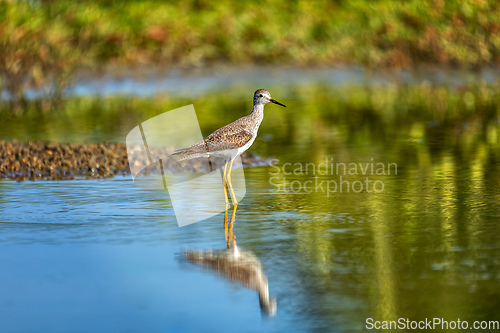 Image of Greater yellowlegs (Tringa melanoleuca). Guanacaste department. Wildlife and birdwatching in Colombia