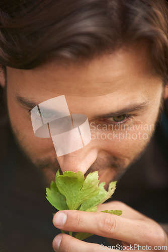 Image of Closeup, man and smelling leaf from garden for curiosity, quality check or fragrance for health. Male person, smile and herbs in nursery for wellness, calming or healing in spring with celery harvest