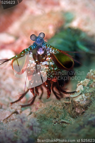 Image of Peacock mantis shrimp 