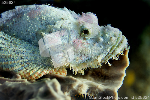 Image of Bearded scorpionfish