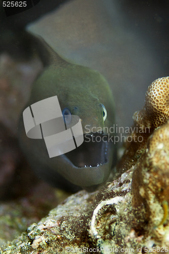 Image of Giant moray eel 