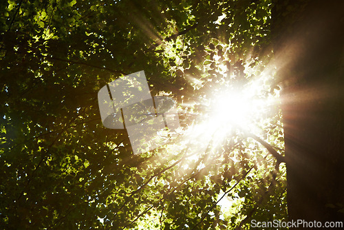 Image of Low angle, sunshine and trees in forest with landscape of nature, environment and fresh air. Lens flare, natural light with leaves or foliage, summer in the woods and green Earth with perspective