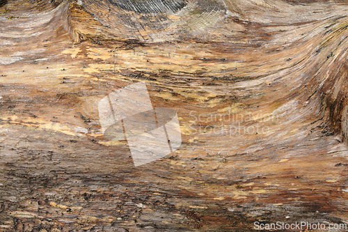 Image of Close-up view of natural wood grain patterns and textures