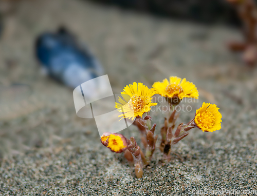 Image of Vibrant yellow wildflowers bloom against a soft sand background