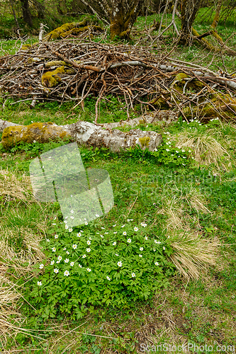 Image of Verdant woodland floor with moss-covered log and wildflowers in 