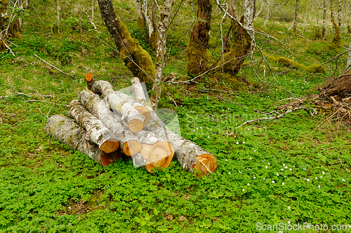 Image of Freshly cut aspen logs resting on vibrant green undergrowth in a