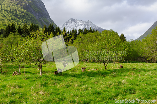 Image of Spring blossoms in mountain valley orchard with snow-capped peak