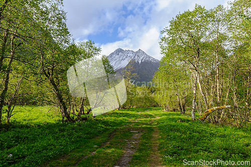 Image of Serene mountain view along a lush green trail in early spring