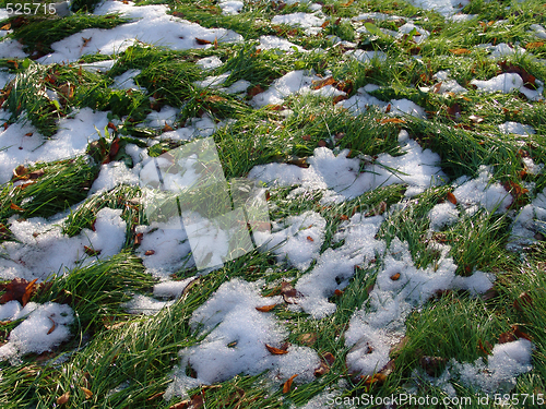 Image of Snow Grass 2