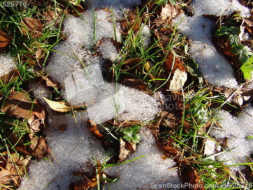 Image of Snow leaves