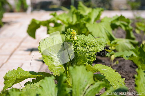 Image of Beijing cabbage has not ripened and has sprouted