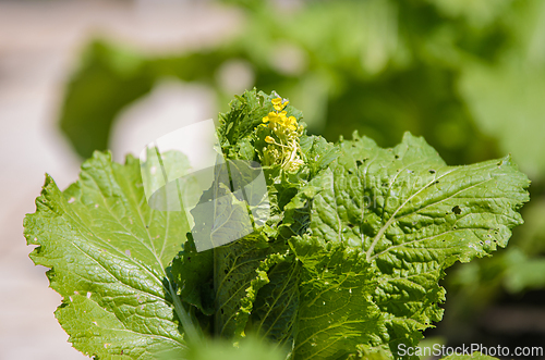 Image of Blooming arrow of Chinese cabbage close-up