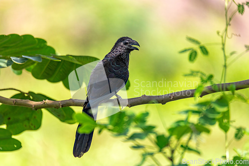 Image of Groove-billed ani (Crotophaga sulcirostris). Cesar department. Wildlife and birdwatching in Colombia