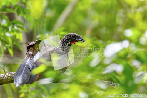 Image of Colombian chachalaca (Ortalis columbiana), Barichara, Santander department. Wildlife and birdwatching in Colombia.