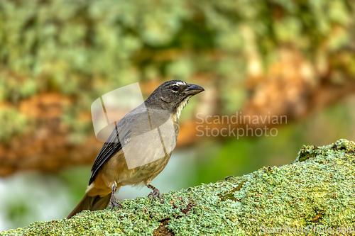 Image of Buff-throated saltator (Saltator maximus), Barichara, Santander department. Wildlife and birdwatching in Colombia