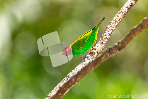 Image of Bay-headed tanager (Tangara gyrola), Minca, Sierra Nevada de Santa Marta, Magdalena. Wildlife and birdwatching in Colombia.