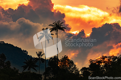 Image of Valle del Cocora, sunset over towering wax palms in Cocora Valley. Colombia wilderness landscape.