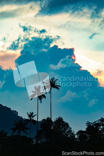 Image of Valle del Cocora, sunset over towering wax palms in Cocora Valley. Colombia wilderness landscape.