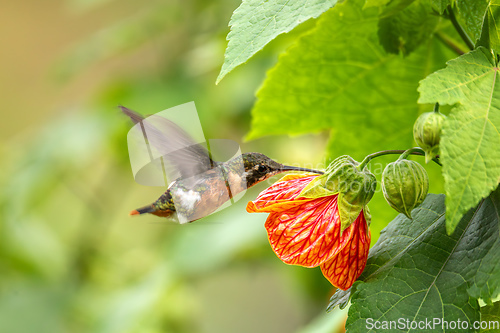 Image of White-bellied woodstar (Chaetocercus mulsant) hummingbird. Valle Del Cocora, Quindio. Wildlife and birdwatching in Colombia.