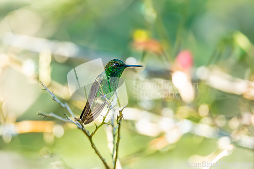 Image of Western emerald (Chlorostilbon melanorhynchus) hummingbird. Minca, Sierra Nevada de Santa Marta. Wildlife birdwatching in Colombia