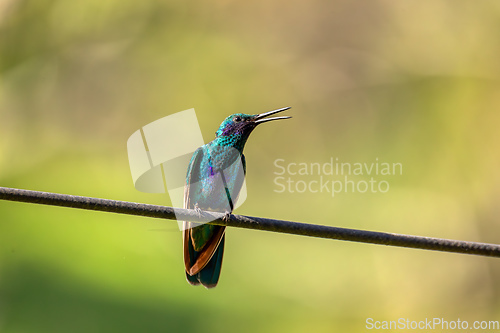 Image of Sparkling violetear (Colibri coruscans) hummingbird. Quindio Department. Wildlife and birdwatching in Colombia