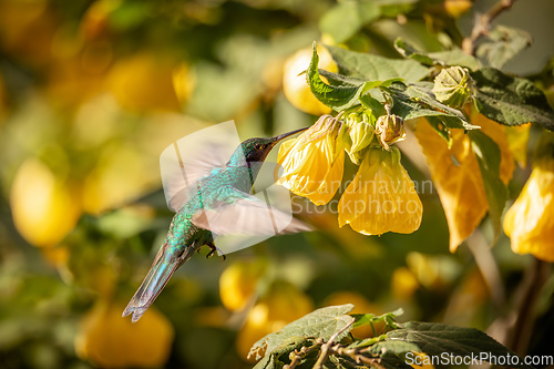 Image of Sparkling violetear (Colibri coruscans) hummingbird. Quindio Department. Wildlife and birdwatching in Colombia