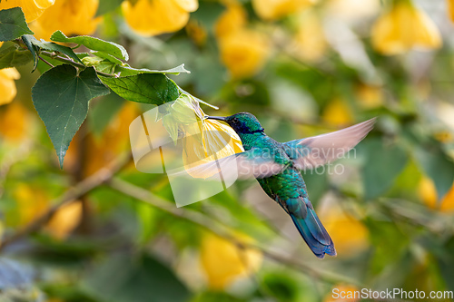 Image of Sparkling violetear (Colibri coruscans) hummingbird. Quindio Department. Wildlife and birdwatching in Colombia