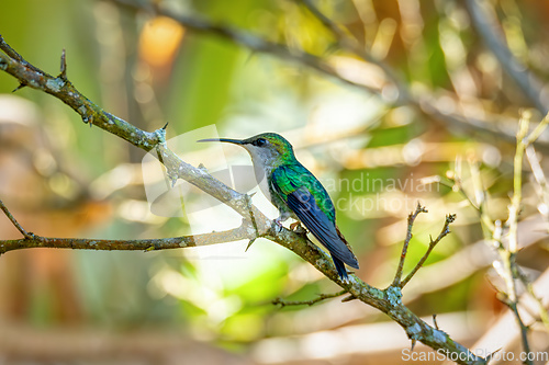 Image of Crowned woodnymph (Thalurania colombica) female hummingbird. Minca Sierra Nevada de Santa Marta. Wildlife birdwatching in Colombia