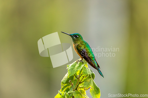 Image of Long-tailed sylph (Aglaiocercus kingii) female. Quindio Department. Wildlife and birdwatching in Colombia