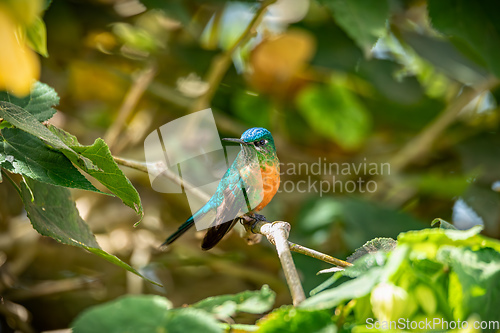 Image of Long-tailed sylph (Aglaiocercus kingii) female. Quindio Department. Wildlife and birdwatching in Colombia