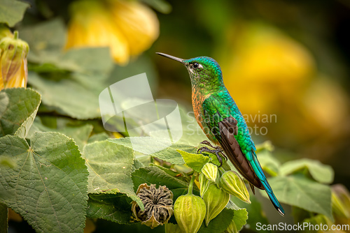 Image of Long-tailed sylph (Aglaiocercus kingii) female. Quindio Department. Wildlife and birdwatching in Colombia